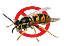 DESTRCUTION GUEPES ET FRELONS